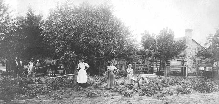 Black and white photo showing several farm workers in a field with a cabin and horse-drawn wagon in background
